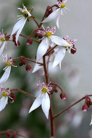 ユキノシタ(雪ノ下)