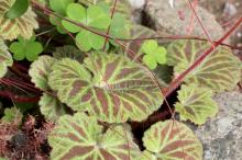 ユキノシタ(雪ノ下)