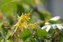 キケマン(黄華鬘)