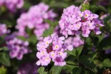 コバノランタナ(小葉のランタナ)