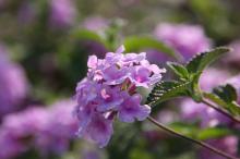 コバノランタナ(小葉のランタナ)