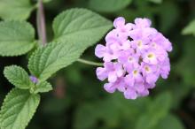 コバノランタナ(小葉のランタナ)