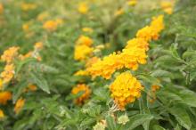 コバノランタナ(小葉のランタナ)