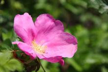 ハマナス(浜茄子)