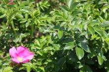 ハマナス(浜茄子)