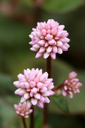 ヒメツルソバ(姫蔓蕎麦)