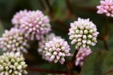 ヒメツルソバ(姫蔓蕎麦)