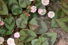 ヒメツルソバ(姫蔓蕎麦)