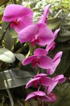 コチョウラン(胡蝶蘭)