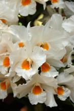 デンドロビウム