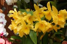 デンドロビウム