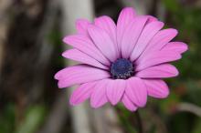 オステオスペルマム