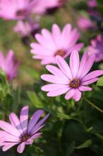 オステオスペルマム