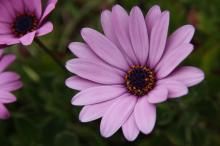 オステオスペルマム