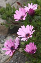 オステオスペルマム