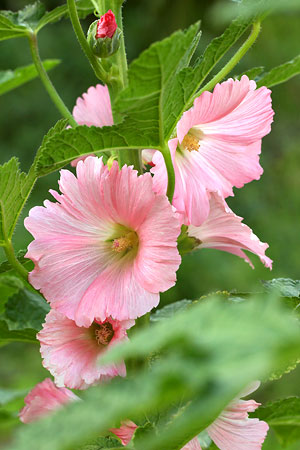 タチアオイ(立葵)