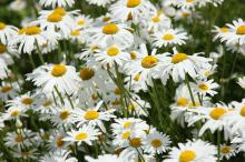 シャスターデージー