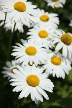 シャスターデージー