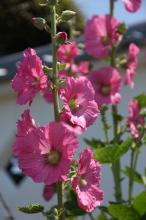 タチアオイ(立葵)