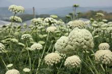 ニンジン(人参)