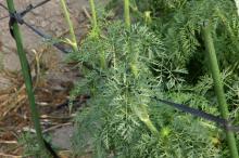 ニンジン(人参)