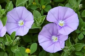 コンボルブルス