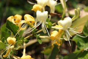 スイカズラ(吸葛)