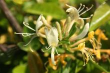 スイカズラ(吸葛)