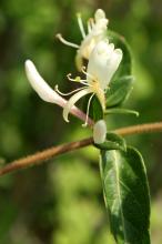 スイカズラ(吸葛)