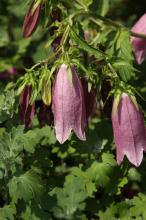 ホタルブクロ(蛍袋)