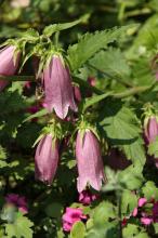 ホタルブクロ(蛍袋)