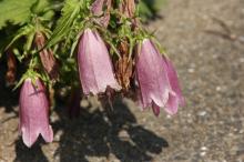 ホタルブクロ(蛍袋)