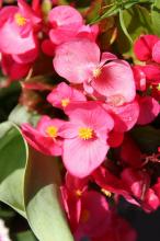 ベゴニア・センパフローレンス