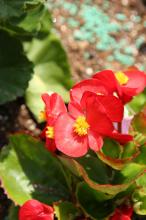 ベゴニア・センパフローレンス