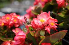 ベゴニア・センパフローレンス