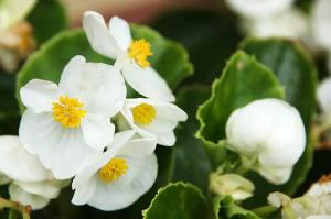 ベゴニア・センパフローレンス(白)