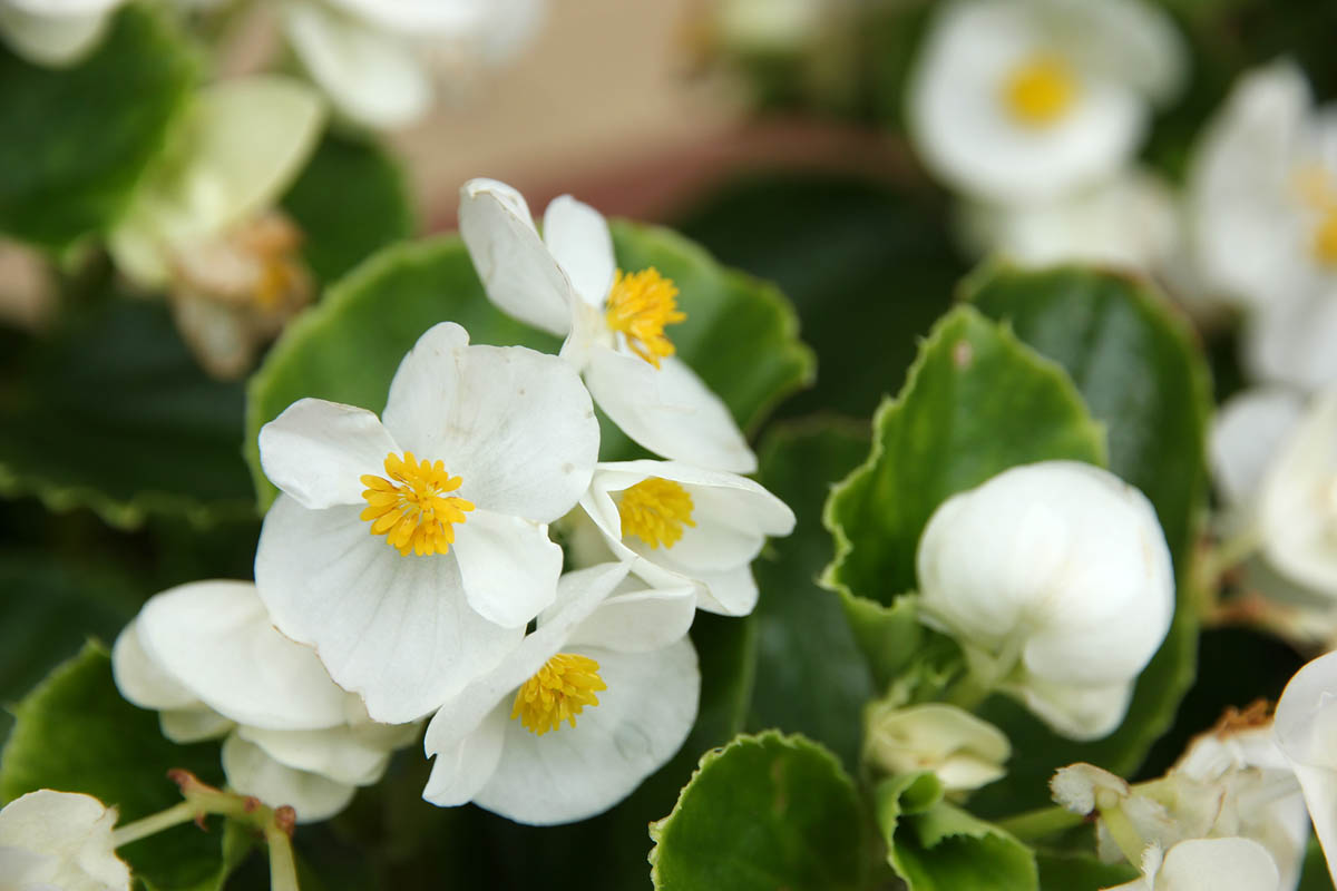 お花の写真集 ベゴニア センパフローレンス 白