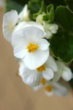 ベゴニア・センパフローレンス(白)