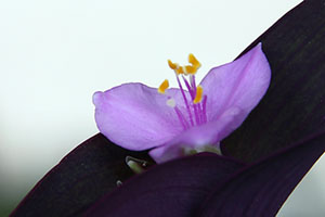 ムラサキゴテン(紫御殿)