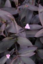 ムラサキゴテン(紫御殿)