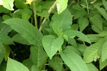 キダチチョウセンアサガオ(ダチュラ)