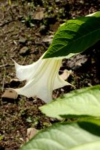 キダチチョウセンアサガオ(ダチュラ)