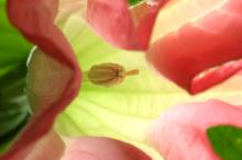 キダチチョウセンアサガオ(ダチュラ)