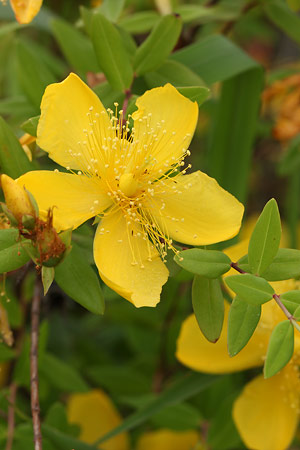 ビヨウヤナギ(未央柳)