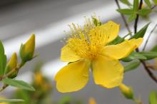 ビヨウヤナギ(未央柳)