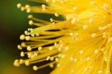 ビヨウヤナギ(未央柳)