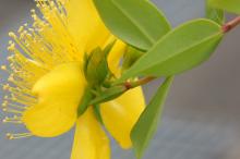 ビヨウヤナギ(未央柳)