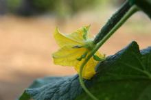 キュウリ(胡瓜)