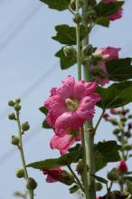 タチアオイ(立葵)