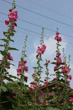 タチアオイ(立葵)